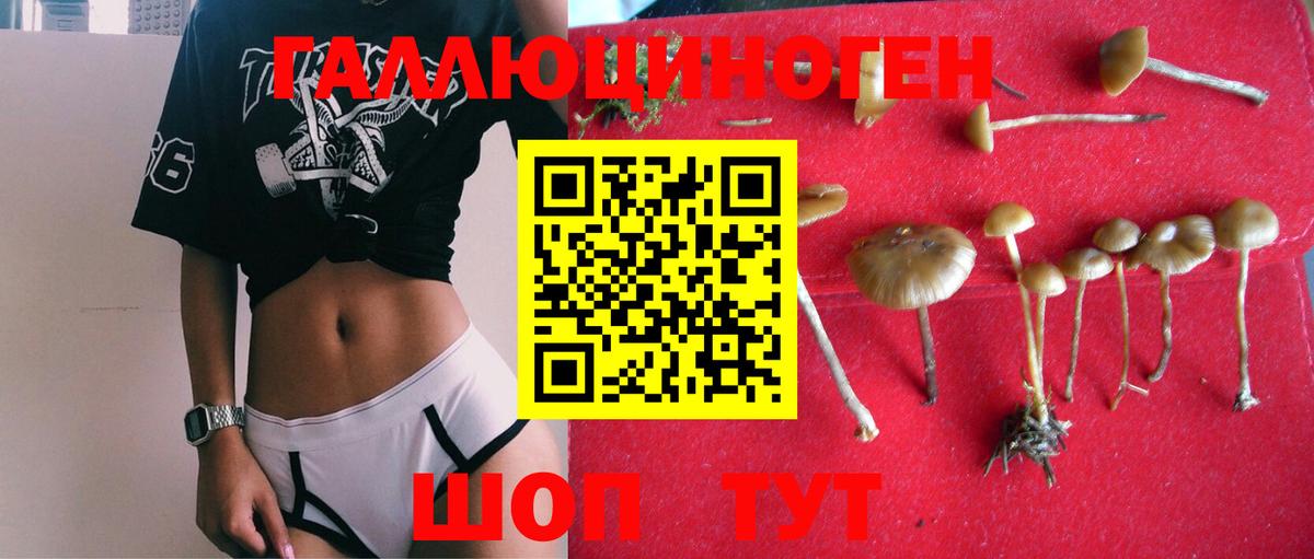 Псилоцибиновые грибы Cubensis Томск